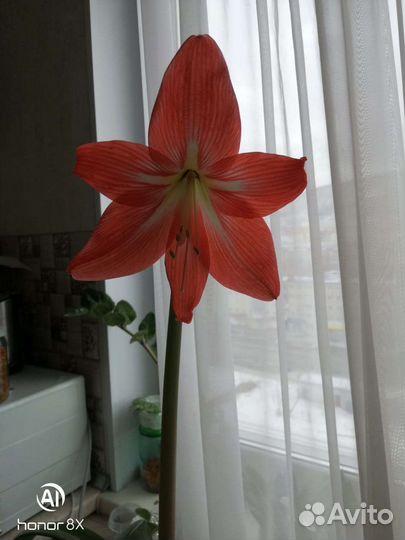 Замиокулькас, гиппеаструм