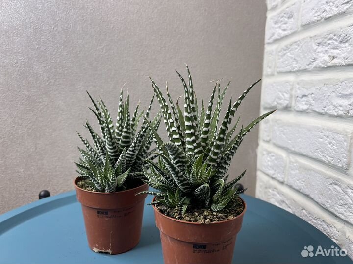 Кактусы и суккуленты хавортия комнатные цветы