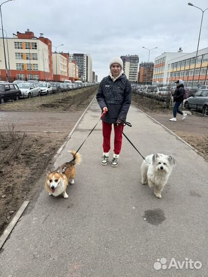 Передержка собак / Выгул собак