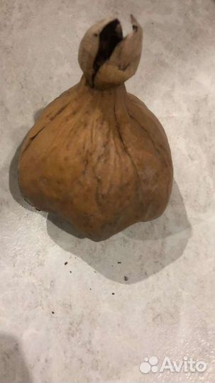 Дерево из Тайланда, мангровые, баррингтония