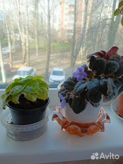 Комнатные цветы