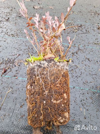 Саженецы клюквы Стивенс