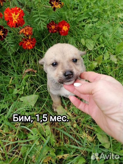 Щенки метисы в добрые руки