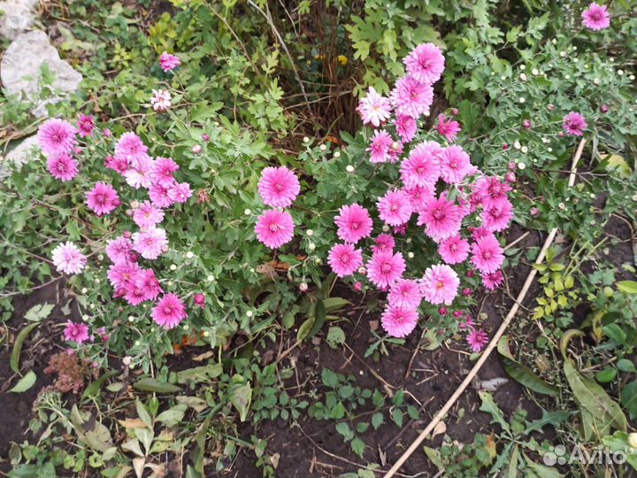 Хризантемы