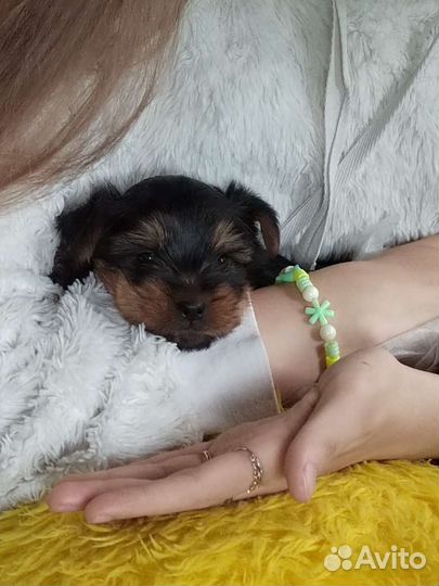 Йоркширский терьер щенки