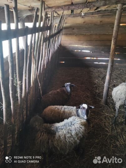 Овцы бараны ягнята