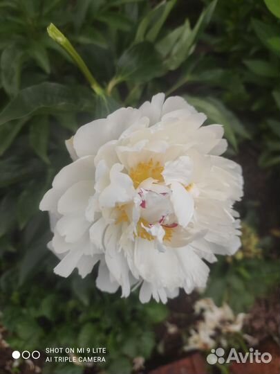 Пеларгония герань