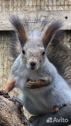 Алтайская белка и бельчата