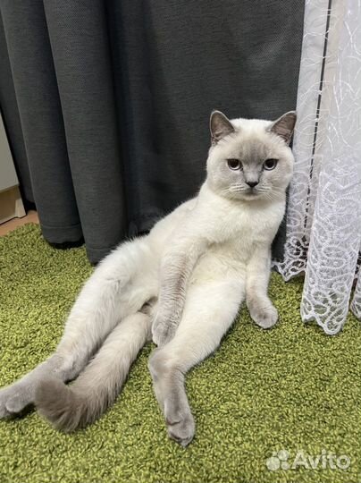 Шотландский кот на вязку