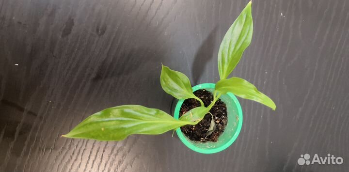 Спатифиллум