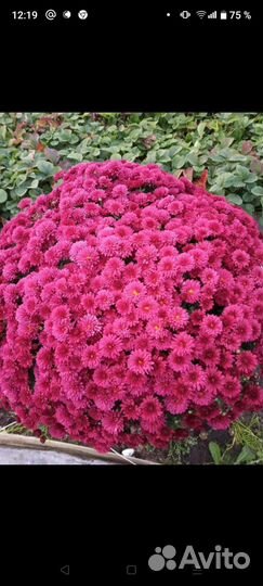 Хризантема