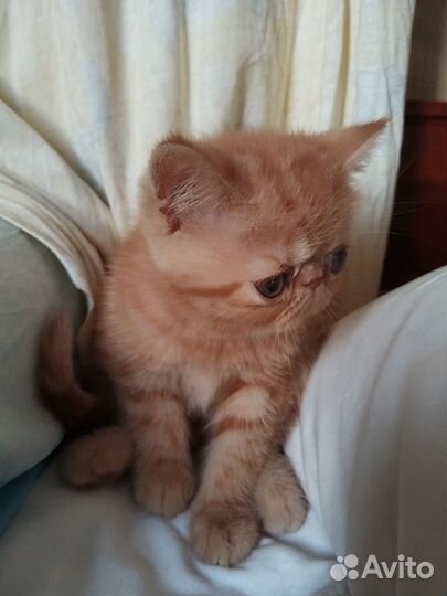 Плюшки-милашки