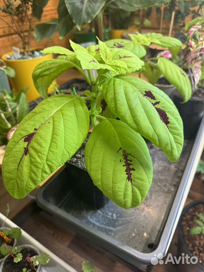 Колеус Конг