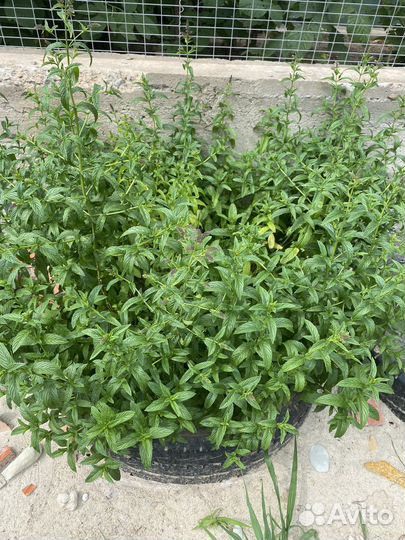 Мяты (ананас, апельсин, смородина)