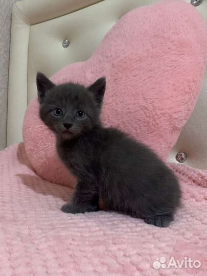 Котята в добрые руки бесплатно