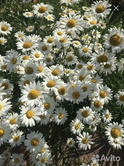 Ромашка матрикария (или танацетум) садовые цветы