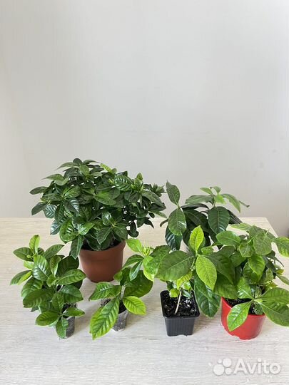 Гардения жасминовидная