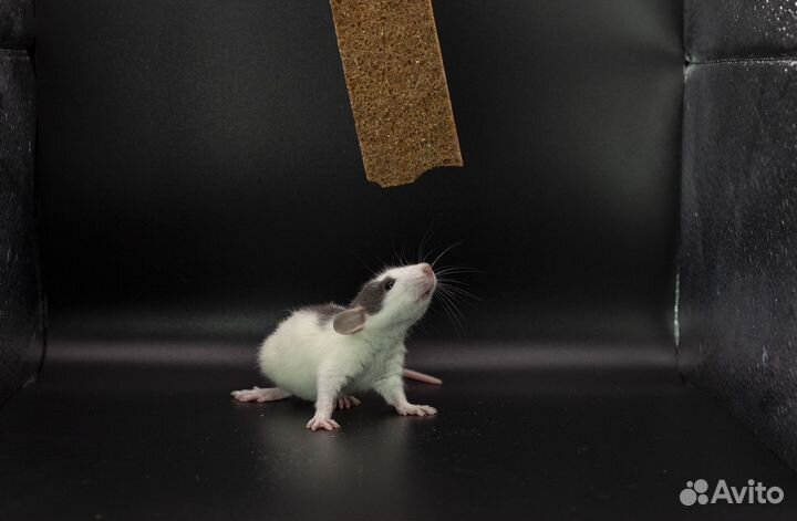 Крыса. Крысята. Дамбо крыса. Питомник