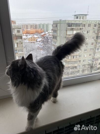 Котик в добрые руки