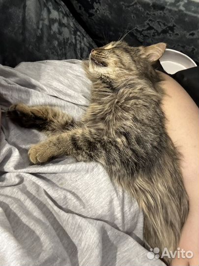 Отдам котенка в добрые руки