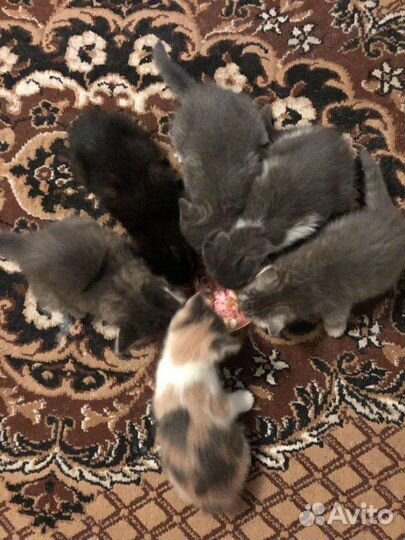 Котята в добрые руки