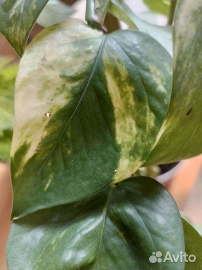 Сциндапсус,эпипрениум, комнатные цветы