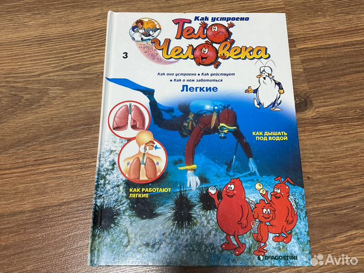 Как устроено тело человека