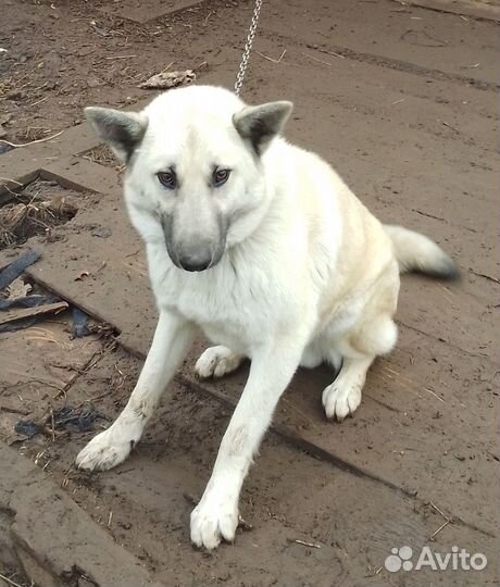 Отдам собаку в частный дом, возраст 1,5