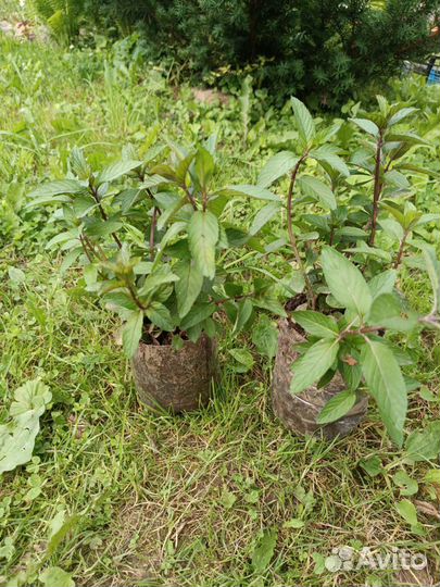 Мята перечная, многолетняя