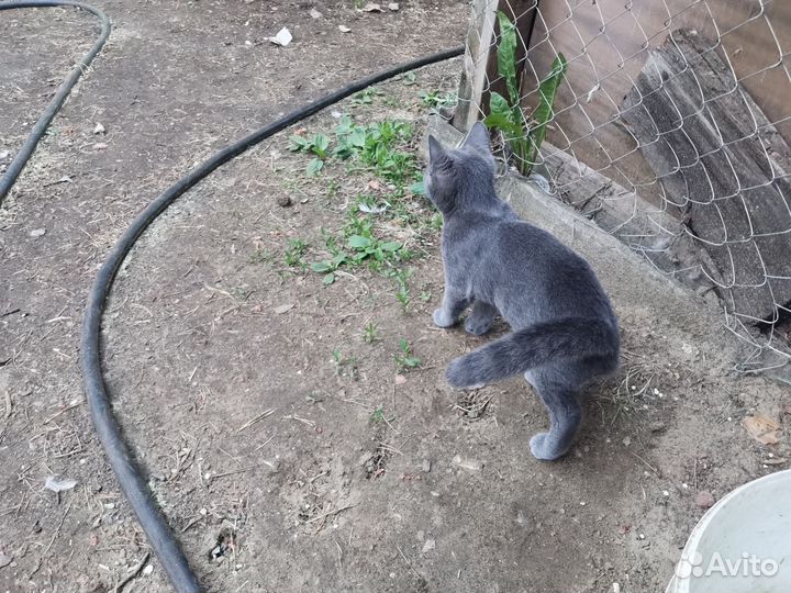 Отдам котят