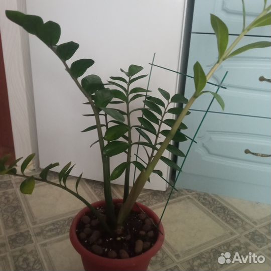 Замиокулькас