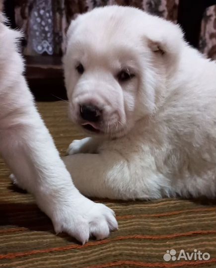 Медвежата. щенки сао (Алабай)