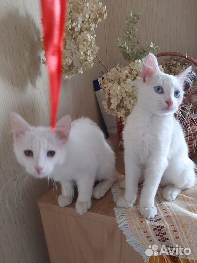 Турецкая ангора