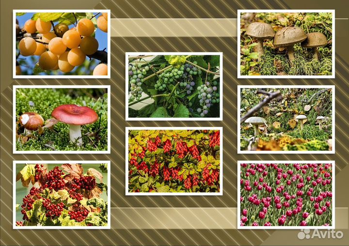 Ягоды фотографии