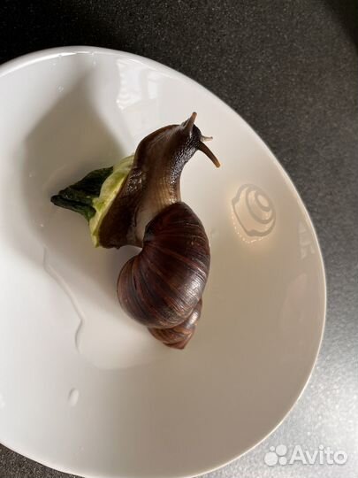 Улитка ахатина