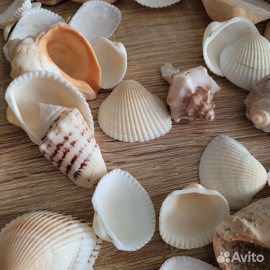 Ракушка морская