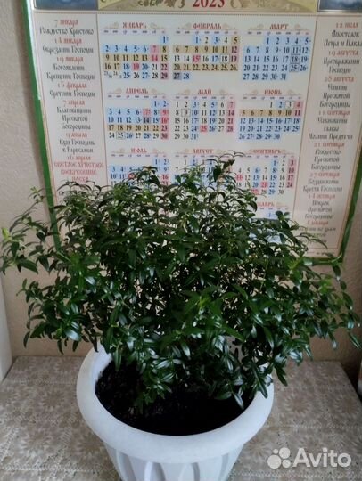 Мирт, комнатные цветы