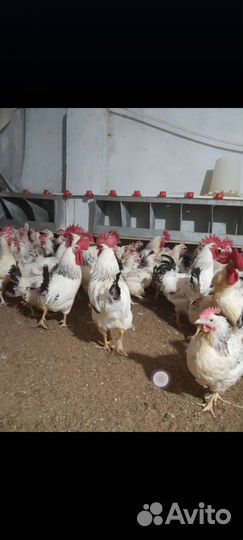 Куры и Петухи