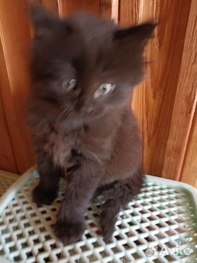 Кошки в добрые руки бесплатно