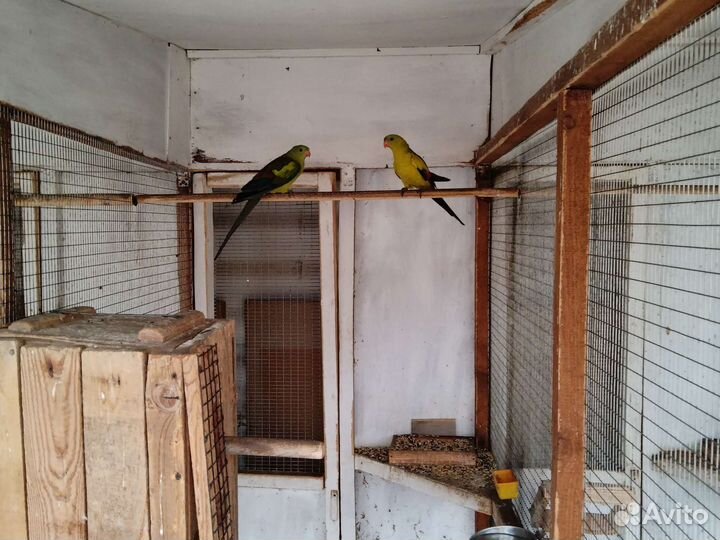 Горный попугай и другие попугаи