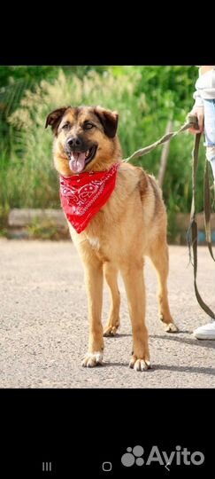 Возьми собаку из приюта