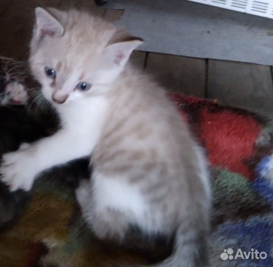 Котята