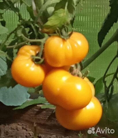 Рассада помидоров, баклажанов, капусты, огурцов