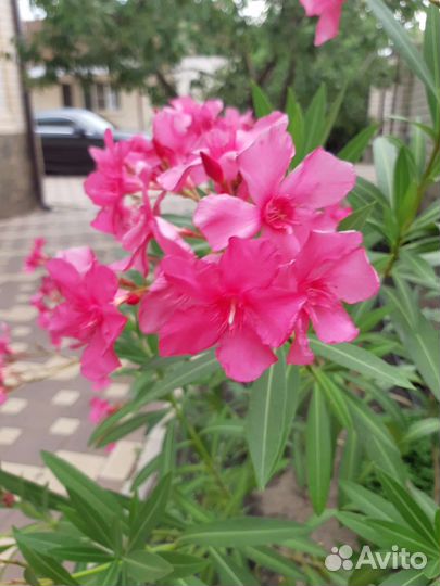 Олеандр розовый