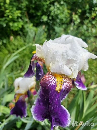 Ирисы бородатые