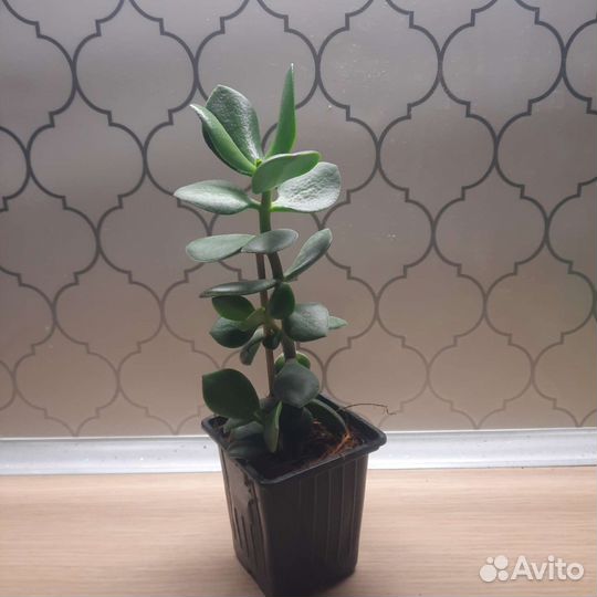 Калатея, фикус Бенжамина,Толстянка,монстера Манки