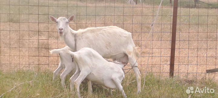 Зааненские козы дойные
