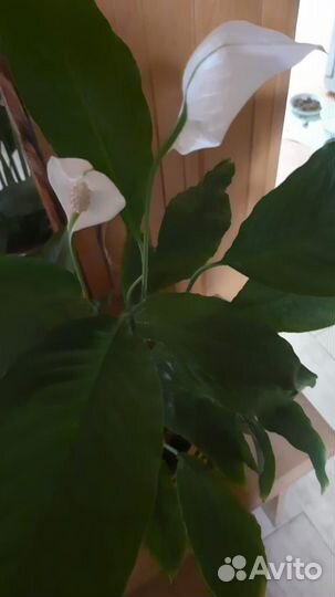 Спатифиллюм