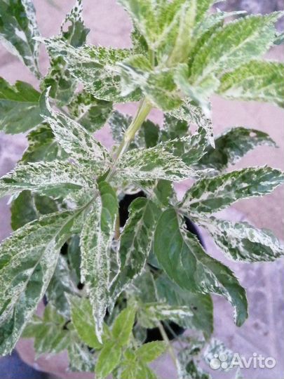 Бузина черная Pulverulenta - многолетнее растение