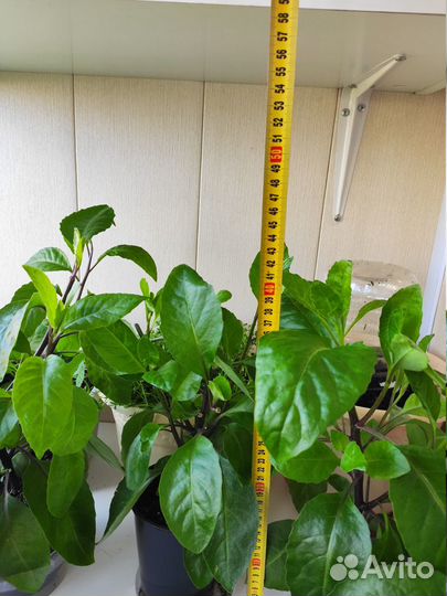 Джинура Прокумбенс